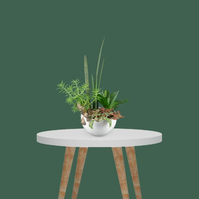 Mircopro Backdrop Paper (2.75 m  x 11 m) - Forest Green (DS2104A)